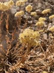 Helichrysum arenarium