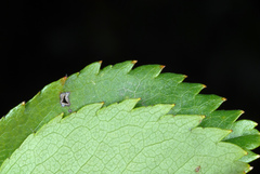 Rosa canina