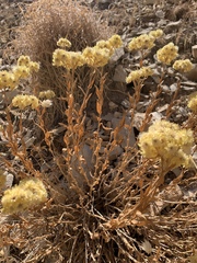 Helichrysum arenarium