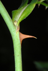 Rosa canina