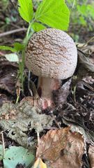 Amanita rubescens
