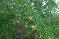 Rosa canina