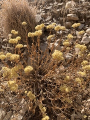 Helichrysum arenarium