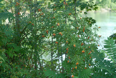 Rosa canina