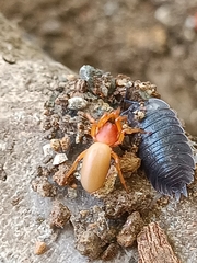 Dysdera crocata