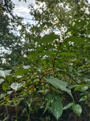 Viburnum luzonicum