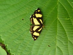 Psychostrophia melanargia