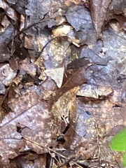 Renia flavipunctalis