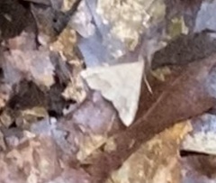 Renia flavipunctalis