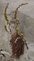 Lactuca acanthifolia