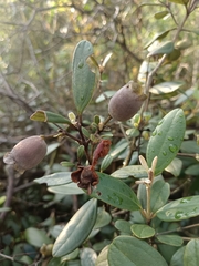 Rhodomyrtus tomentosa