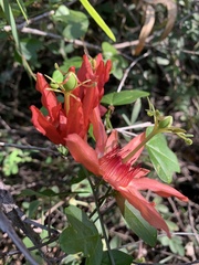 Passiflora aurantia