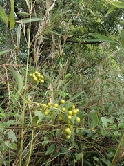 Smilax china