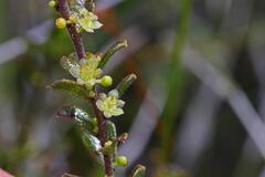 Phyllanthus hirtellus