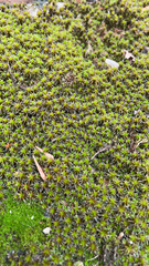 Syntrichia ruralis
