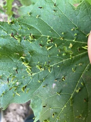 Vasates aceriscrumena