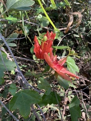 Passiflora aurantia