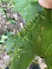 Vasates aceriscrumena