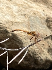 Trithemis arteriosa