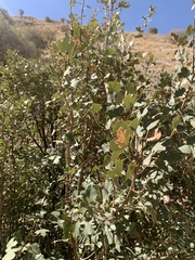 Acer monspessulanum