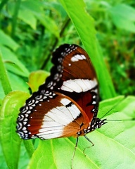 Hypolimnas misippus