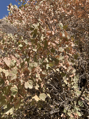 Acer monspessulanum