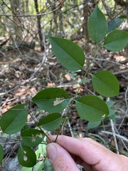Jasminum simplicifolium