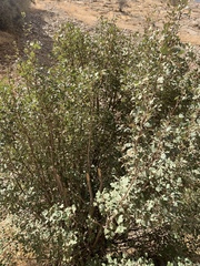 Acer monspessulanum