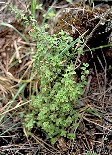 Stenogyne microphylla (Pohakuloa Training Area) · iNaturalist