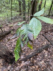 Litylenchus crenatae