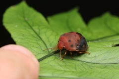 Hyperoncus lateritius