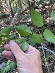 Jasminum simplicifolium