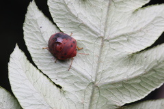 Hyperoncus lateritius