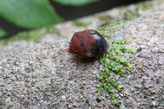Hyperoncus lateritius