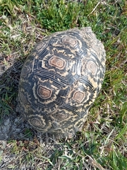 Stigmochelys pardalis