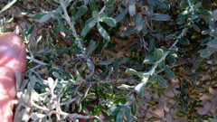 Olearia axillaris