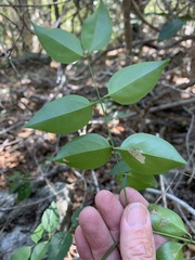 Jasminum simplicifolium