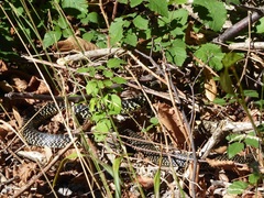 Hierophis viridiflavus