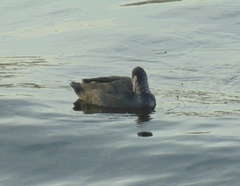 Fulica atra