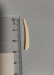 Scaphopoda