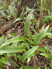 Pyrrosia lingua