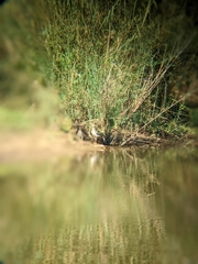 Burhinus vermiculatus