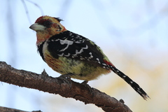 Trachyphonus vaillantii vaillantii