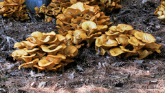 Omphalotus