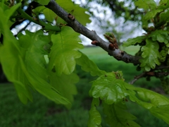 Quercus petraea