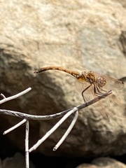 Trithemis arteriosa