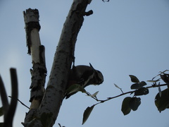 Dendrocopos major hispanus