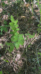 Zanthoxylum americanum