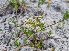 Dasispermum hispidum