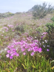 Senecio arenarius